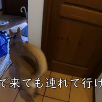 家族が出かける日のワンジローくん2
