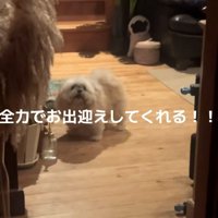 吠えるるるちゃん