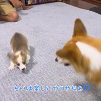 成犬を追いかける子犬