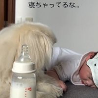 眠っている赤ちゃんとしっぽちゃん