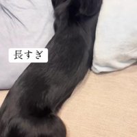 魅力的なウニマルちゃん♡
