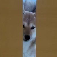 「行かないで」