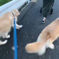 追い越したら慌ててついてきました