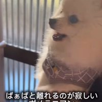おばあちゃんと離れたくないすのぅちゃん2