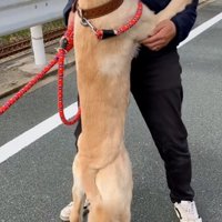 抱っこしてほしいわんこ