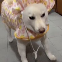 レインコートを着ている犬