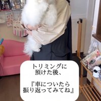 店内で抱っこされている犬