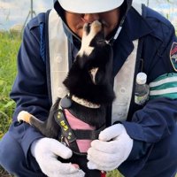 おじさんの口元を舐める音色ちゃん