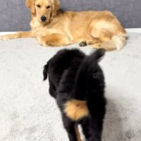 ゴールデンさんの元へ行く子犬