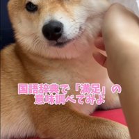 業者さんが来た日のはなちゃん⑩