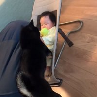 ボールを落とす柴犬さん