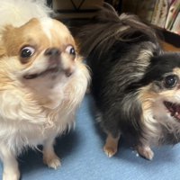 ユニークな2匹でした♪