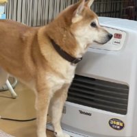 「ついてないってば…」