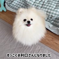 気を遣って大人しくしているポテチくん