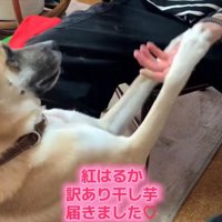 飼い主の手に両方の前足を乗せる犬