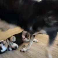 教育する柴犬