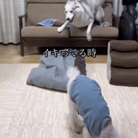ソファから飛び降りる犬