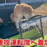 ミニカーの運転席に座る柴犬