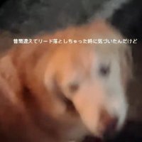 すぐに気付いたわんこ