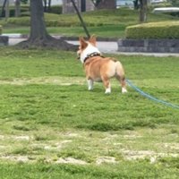 原っぱの上に立つ犬