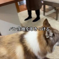 歩く犬