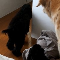 ルーク君をお散歩に誘った時の態度⑩