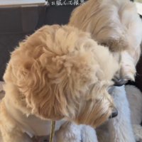 目を閉じかける犬