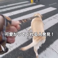 合図と同時に歩き出す犬