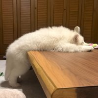 電池切れのごえもん君