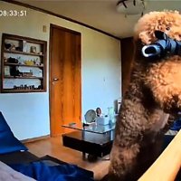 お母さんを探すいっきゅう君
