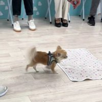 スタスタと元の位置へ