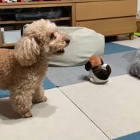 動く犬のおもちゃを見たいちごちゃん＆ミルクくん4