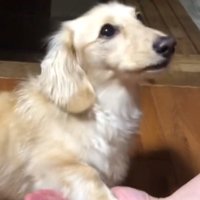 飼い主の指示にしたがって『おて』をした犬
