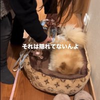 お散歩が嫌で隠れるワンコ5