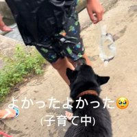 無事を確認する犬