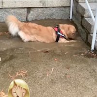 泥水にダイブ！