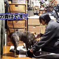 体を低くして飼い主に寄り添う犬