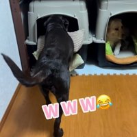 クッションを咥えてハウスに入って行く黒ラブ