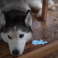 不安そうな犬