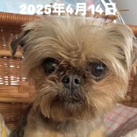 お迎え時のわっふちゃん2