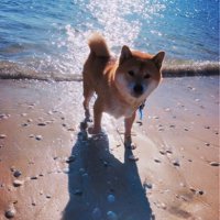 海