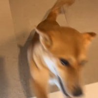 足に飛びつく保護犬 