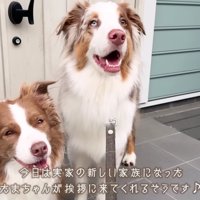 リーリエちゃん＆ガルチェロちゃん
