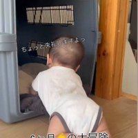 赤ちゃんがクレートに入った時のわたげちゃん