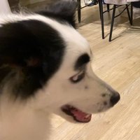 困惑顔のマロくん
