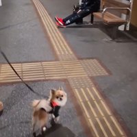 CoCoちゃんとパパさんの再会2