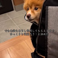 不安そうなレモンちゃん