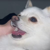 いつも投稿主さんと一緒