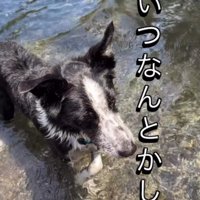 飼い主の方を向いて、遠くを見つめる父親犬