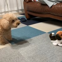 動く犬のおもちゃを見たいちごちゃん＆ミルクくん8
